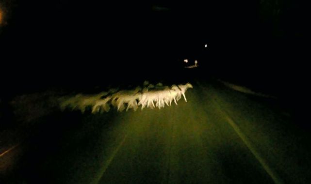 Edirne’de minibüsün çarptığı sürüdeki 16 koyun öldü