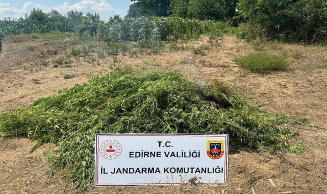 Edirne’de tarlada 16 bin 500 kök Hint keneviri ele geçirildi