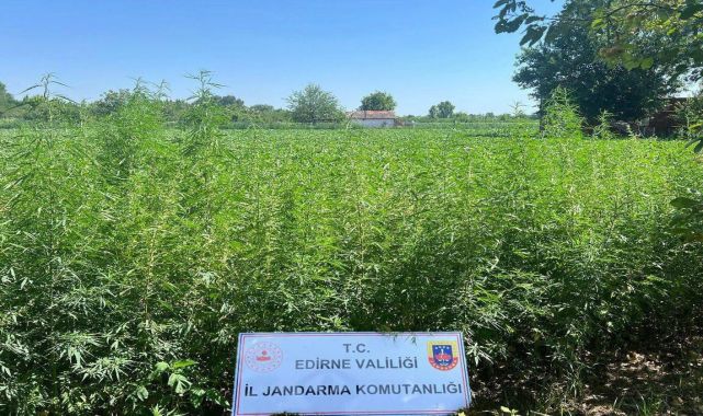 Tarlada 6 bin kök Hint keneviri ele geçirildi