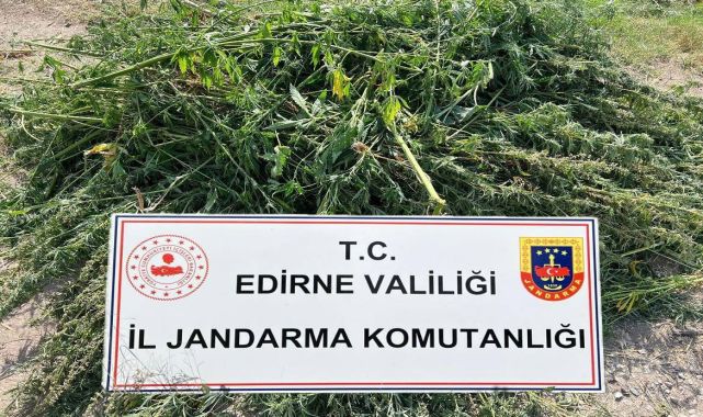 Evin bahçesinde 9 bin 492 kök Hint keneviri ele geçirildi