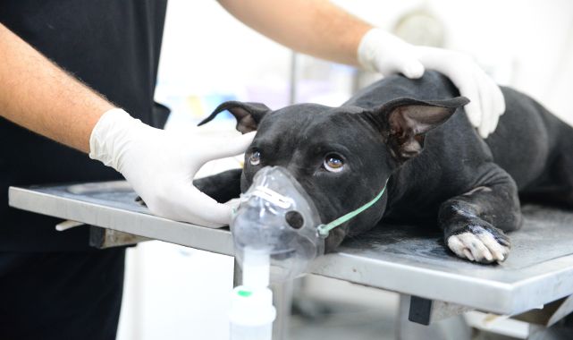 Fabrika yangınında itfaiye ekiplerinin kurtardığı 'Tokyo', yaşam mücadelesi veriyor