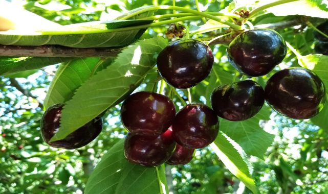 İnegöl'de 1350 rakımda Napolyon kirazı hasadı başladı