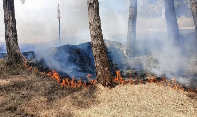 İznik Gölü sahilindeki piknik alanında yangın