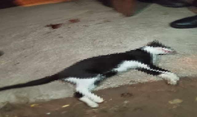 Pompalı tüfekle vurulan kedi öldü: 1 gözaltı