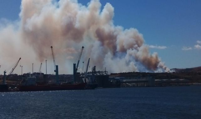 Balıkesir'de çamlıkta yangın