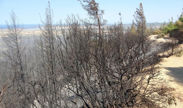 Çanakkale'deki orman yangını: anıt, heykeyl ve müzeler zarar görmedi
