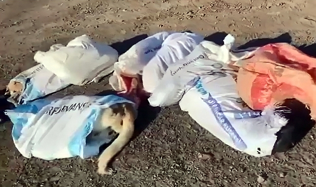 Hayvan katliamı! Çöpte 15 ölü köpek bulundu