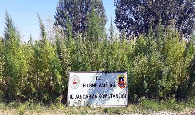 Edirne’de 159 bin kök Hint keneviri ele geçirildi