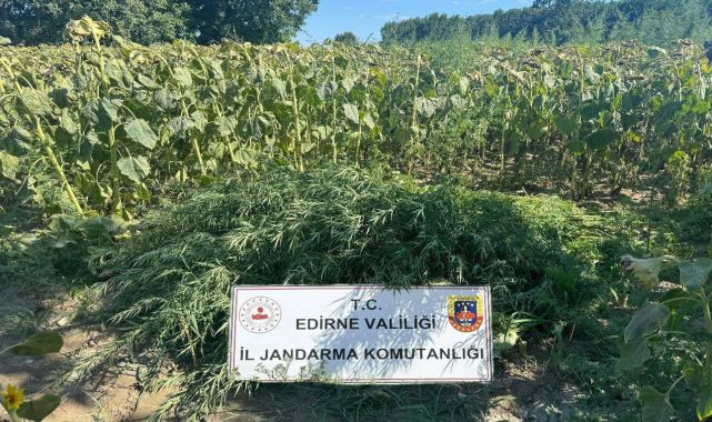 Edirne&#039;de 27 bin 900 kök Hint keneviri ele geçirildi