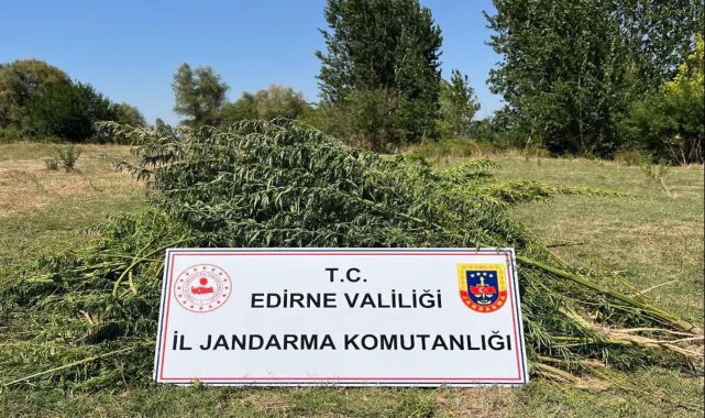 Edirne&#039;de 700 kök Hint keneviri ele geçirildi