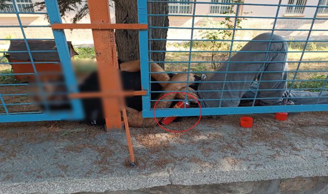 Elinde çakmak gazıyla bahçe duvarı üstünde ölü bulundu