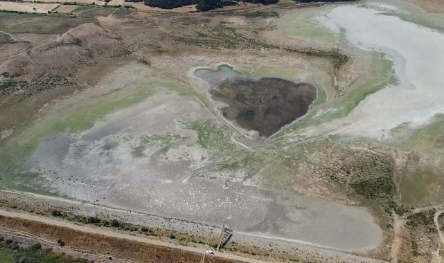 Göçmen kuşlara ev sahipliği yapan gölet kurudu, keçilerin otlağı oldu