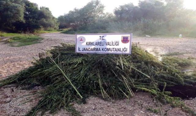 Kırklareli'de 1 milyon 250 bin kök Hint keneviri ele geçirildi