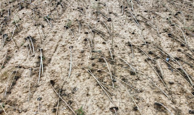 Prof. Dr. Orta: Sıcak kavurdu, biçilmeden tarlada bırakılabilecek düzeyde ayçiçekleri var / Ek fotoğraflar