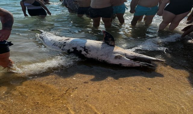 Saros&#039;ta sahile ölü yunus vurdu