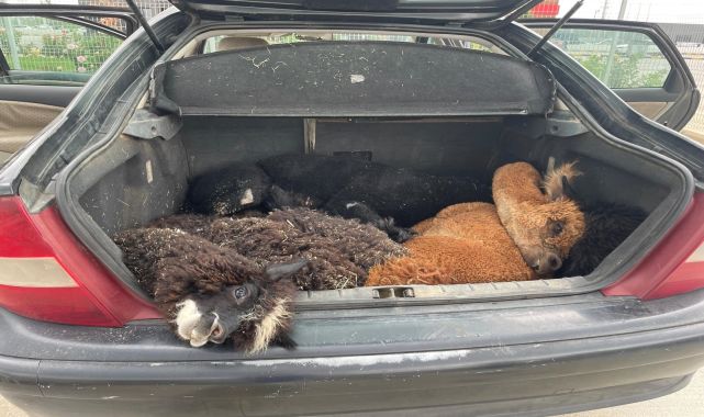 Türkiye'ye gelen otomobilde 42, cins hayvan ele geçirildi