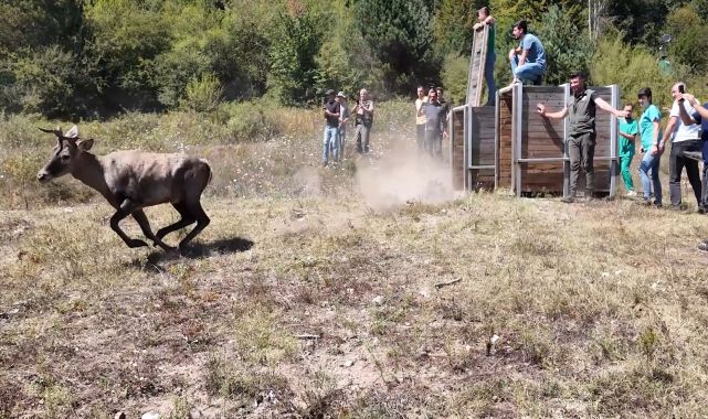 Bursa'da 2 kızıl geyik doğaya salındı; 1,5 saat süren operasyon kamerada