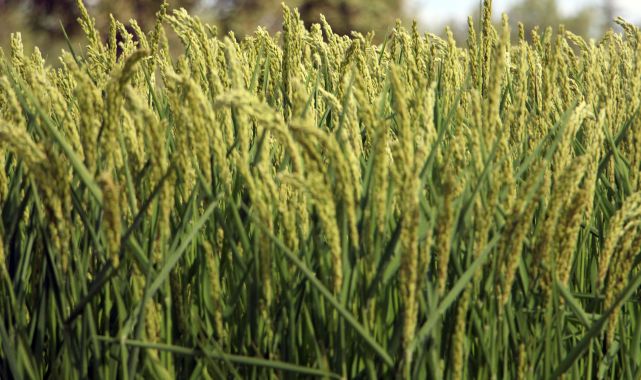 Edirne'de üç yeni çeltik çeşidi tanıtılıp, hasat edildi