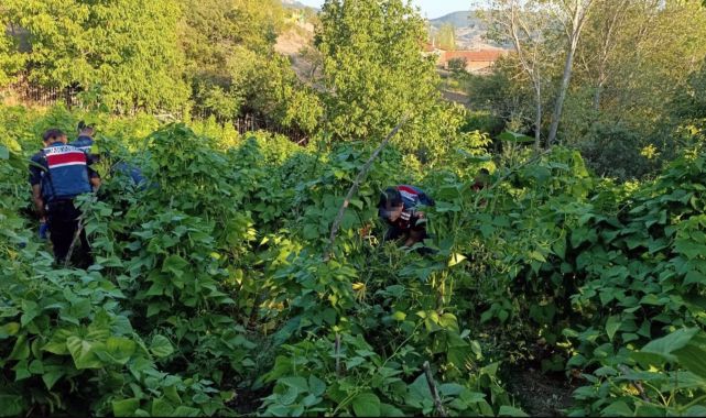 1 milyon 896 bin 550 kök kenevir ele geçirildi