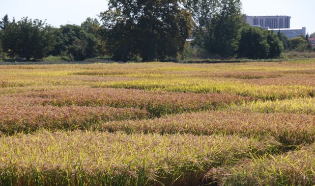 Kuraklığın etkilediği Edirne&#039;de çeltikte &#039;verim kaybı&#039; endişesi