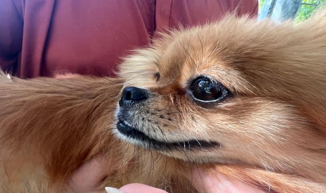 Sahipleri tarafından şiddete uğrayan 4 köpek yediemine teslim edildi