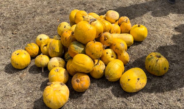 Vali Sezer: Çerezlik ayçiçeği ve kabak ekimini yaygınlaştıracağız