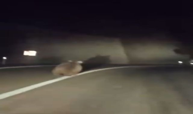 Yola çıkan ayı kamerada