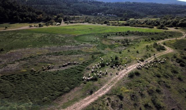 Barajın yüzde 90'ı kurudu; tarım arazilerinin su kaynağında koyun otlatılıp, otomobille geziliyor