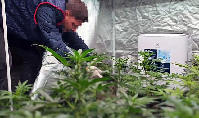 Çorlu'da Fotoğraf Stüdyosunda Hint Keneviri Yetiştiren Şüpheliye Gözaltı