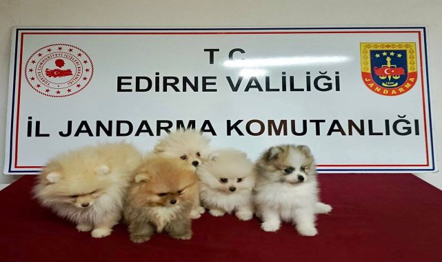 Edirne'de yurt dışından kaçak sokulan 5 cins yavru köpek ele geçirildi