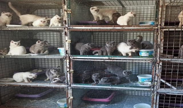 Kaçak evcil kedi satışına 1 milyon 241 bin lira ceza 