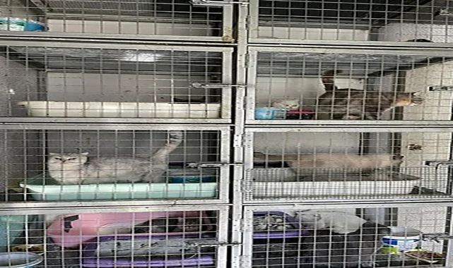 Kırklareli'de kaçak kedi ticareti yapan kişiye 1 milyon 241 bin lira ceza