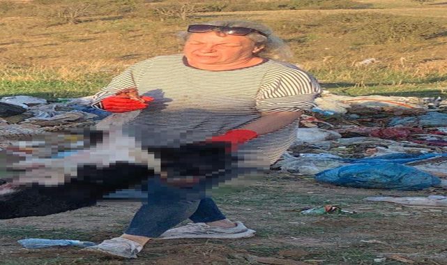 Kırklareli'nde barınakta 17 kedi ve köpek öldü; adli, idari soruşturma başlatıldı