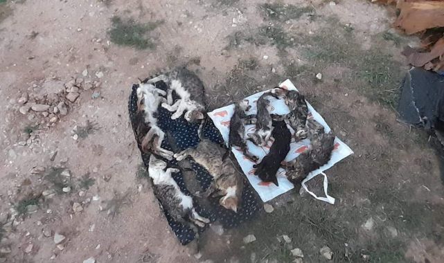 Kırklareli'nde barınakta 17 kedi ve köpek öldü; adli, idari soruşturma başlatıldı