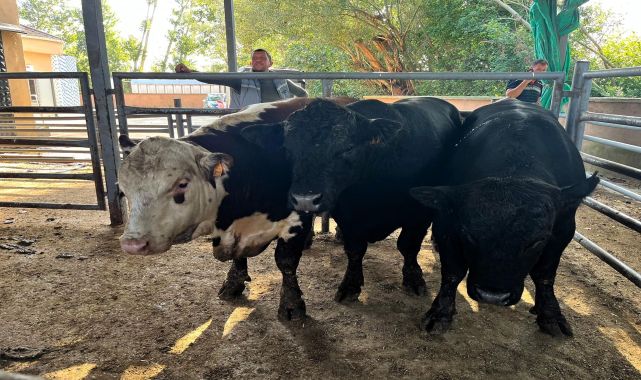 Kırklareli'ye kaçak getirilen 11 büyükbaş hayvan yakalandı