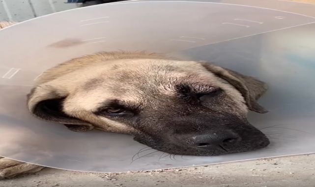 Sokak köpeğini sopayla öldürdü; o anlar kamerada (2)