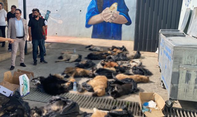 Gebze&#039;de hayvan bakım merkezinde 45 hayvanın ölümüyle ilgili otopsi raporu; vurma, çarpma, kesici ve ateşli silah yarası yok