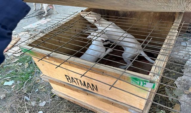 Kırklareli'de 6 yasaklı ırk köpek besleyen kişiye 314 bin lira para cezası