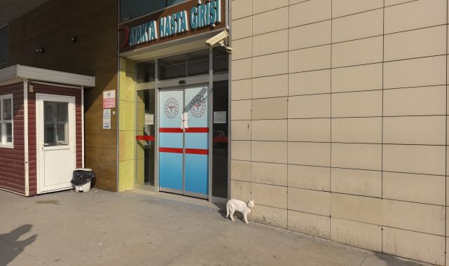 Bacağı kırılan kedi, hastanenin acil servisine geldi