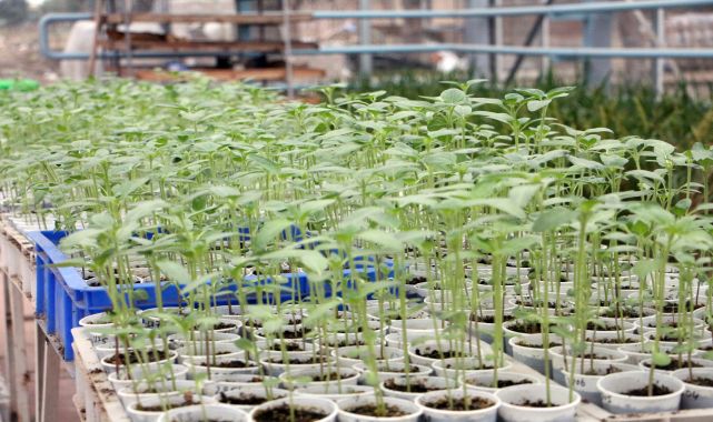 Edirne&#039;de kuraklık ve hastalığa karşı dayanıklı yeni ayçiçeği türü geliştirildi