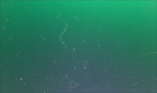 Marmara Denizi'nde müsilaja rastlandı