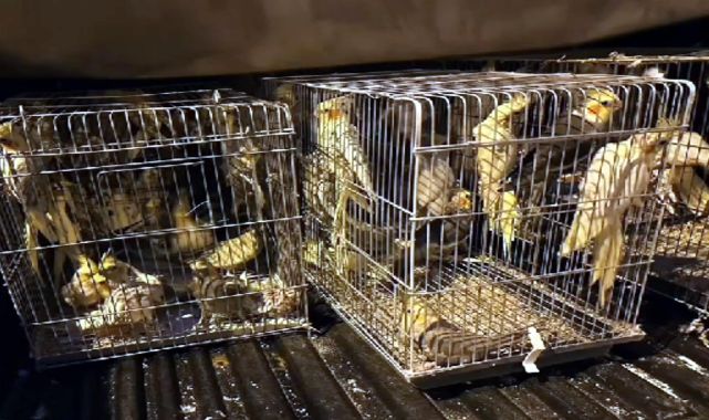 Tekirdağ&#039;da 666 kaçak kuş ele geçirildi