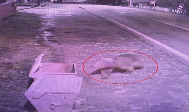 Barınaktan kaçan bozayı, 5'inci günde termal kameralarla aranıyor