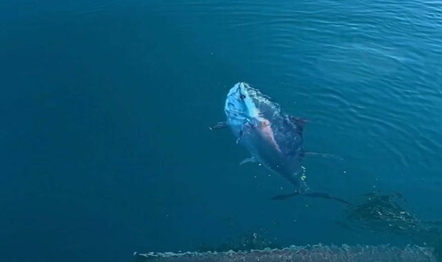 Çanakkale'de balıkçılar orkinos besledi; o anlar kamerada