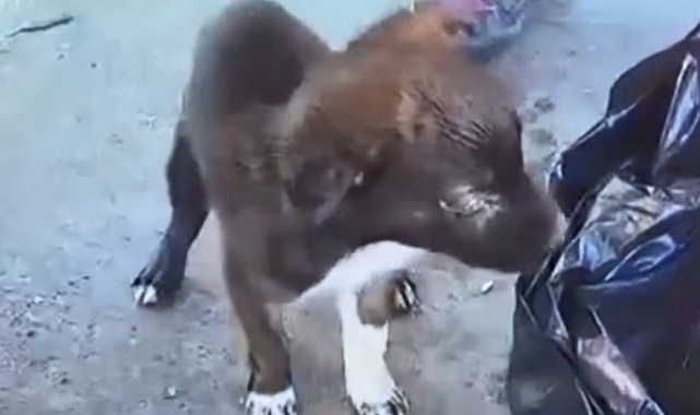 Barınak Görevlileri Yavru Köpekleri Poşetle Çöpe Attı