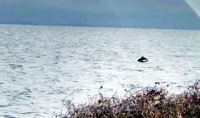Tekirdağ kıyılarında yunuslar görüntülendi