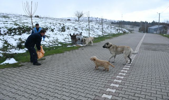 Balıkesir Büyükşehir Belediye Başkanı Akın'dan sokak hayvanlarına kış desteği