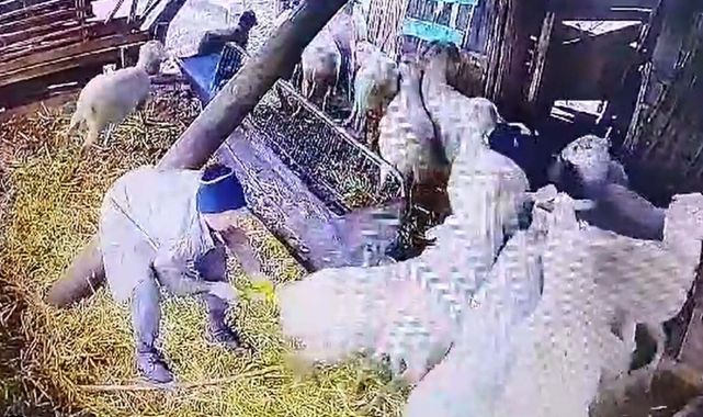 'Komşusunun koyunlarına işkence' davasında sanığın akıl sağlığı yerindeymiş