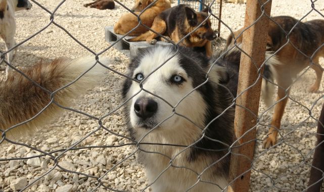 &#039;Pandemide el bebek gül bebek büyütülen can dostlarımız şimdi barınaklarda&#039;