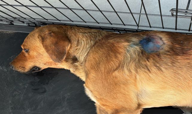 Yaralı köpeği kurtarmak için seferber oldular